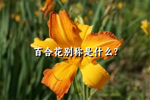 百合花别称是什么？