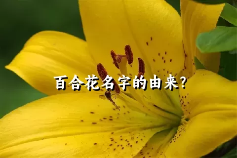 百合花名字的由来？