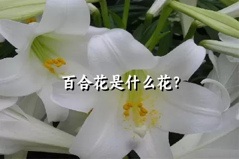 百合花是什么花？