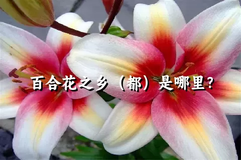 百合花之乡（都）是哪里？