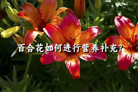 百合花如何进行营养补充？