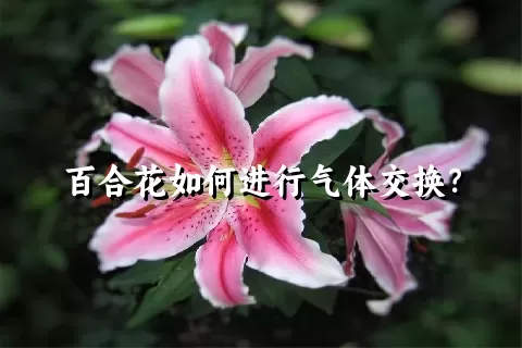 百合花如何进行气体交换？