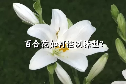 百合花如何控制株型？