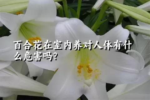 百合花在室内养对人体有什么危害吗？