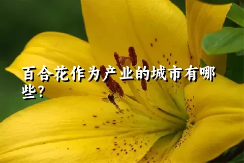 百合花作为产业的城市有哪些？