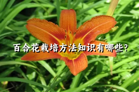 百合花栽培方法知识有哪些？