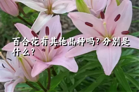 百合花有其他品种吗？分别是什么？