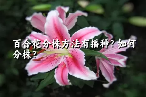 百合花分株方法有播种？如何分株？