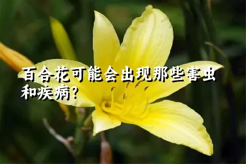 百合花可能会出现那些害虫和疾病？