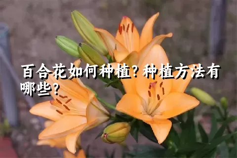 百合花如何种植？种植方法有哪些？