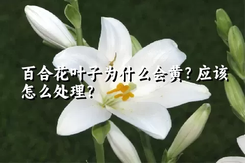 百合花叶子为什么会黄？应该怎么处理？