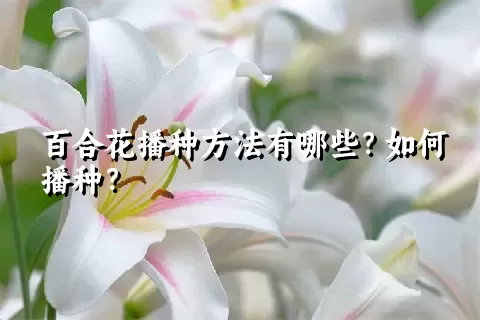 百合花播种方法有哪些？如何播种？