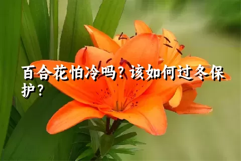 百合花怕冷吗？该如何过冬保护？