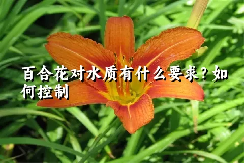 百合花对水质有什么要求？如何控制