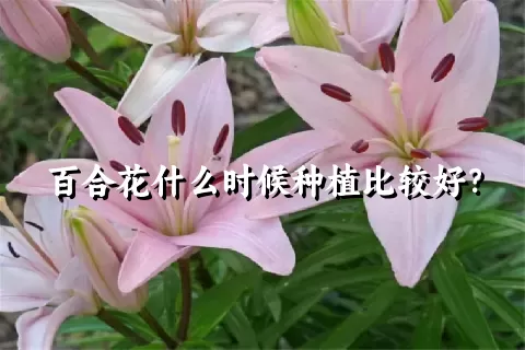 百合花什么时候种植比较好？