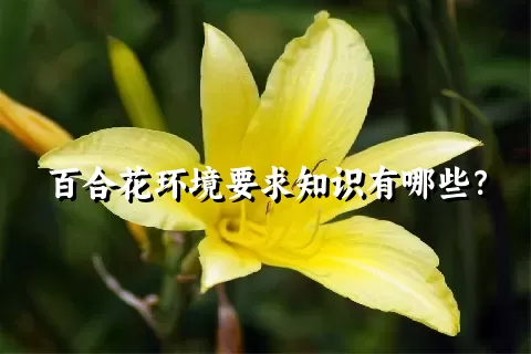 百合花环境要求知识有哪些？