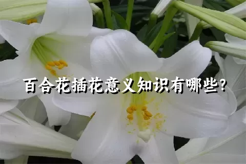 百合花插花意义知识有哪些？