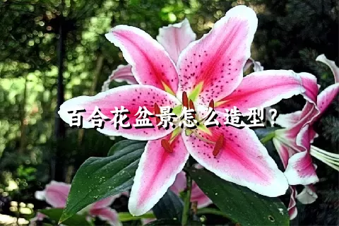 百合花盆景怎么造型？