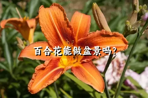 百合花能做盆景吗？