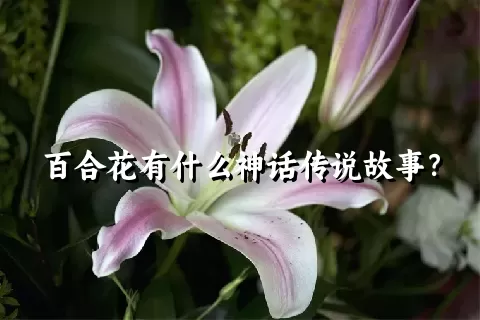 百合花有什么神话传说故事？