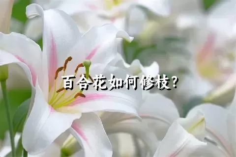 百合花如何修枝？