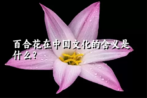 百合花在中国文化的含义是什么？