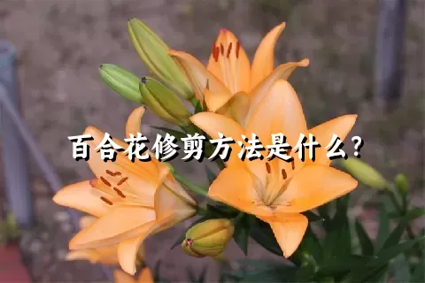 百合花修剪方法是什么？