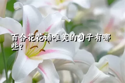 百合花花语唯美的句子有哪些？