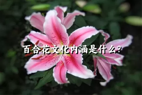 百合花文化内涵是什么？