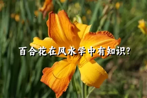 百合花在风水学中有知识？