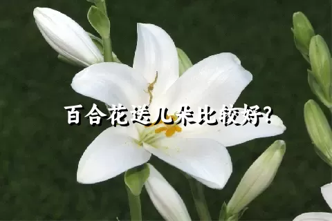 百合花送几朵比较好？