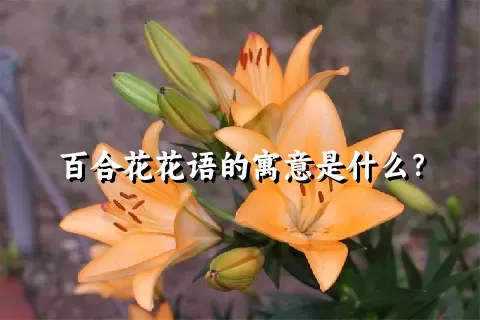 百合花花语的寓意是什么？