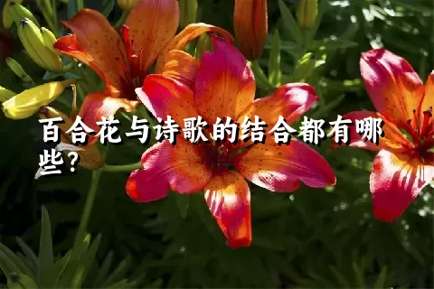 百合花与诗歌的结合都有哪些？