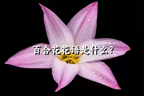 百合花花语是什么？