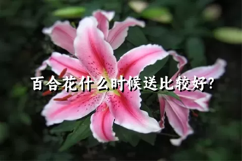 百合花什么时候送比较好？