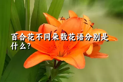 百合花不同朵数花语分别是什么？