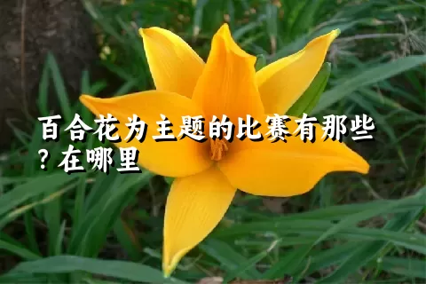 百合花为主题的比赛有那些？在哪里