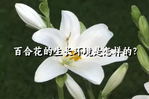 百合花的生长环境是怎样的？