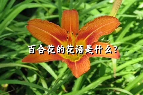 百合花的花语是什么？