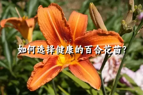 如何选择健康的百合花苗？