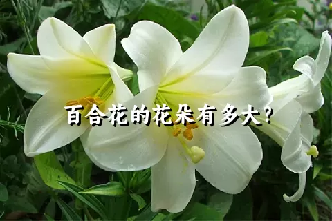 百合花的花朵有多大？