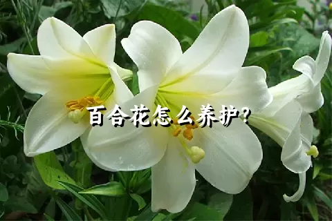 百合花怎么养护？