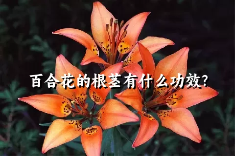 百合花的根茎有什么功效？