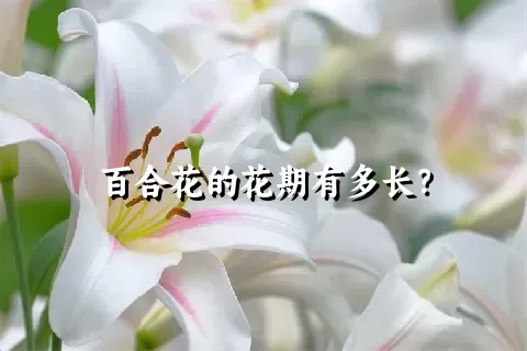 百合花的花期有多长？