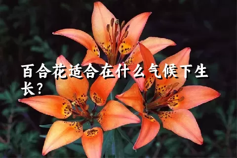 百合花适合在什么气候下生长？