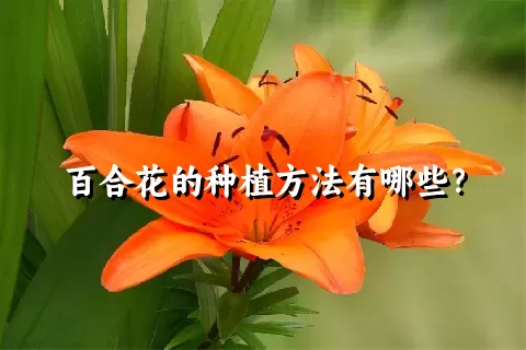 百合花的种植方法有哪些？