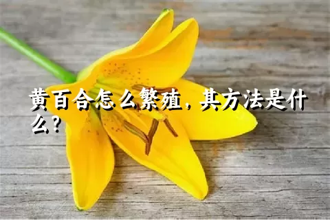 黄百合怎么繁殖，其方法是什么？