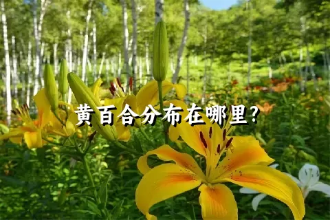 黄百合分布在哪里?