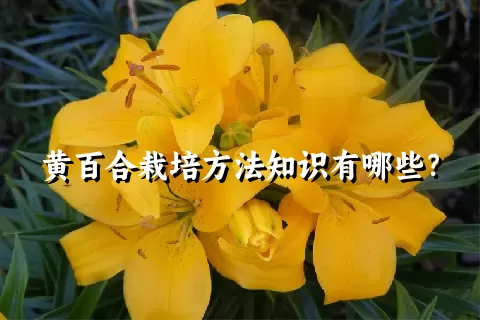 黄百合栽培方法知识有哪些？