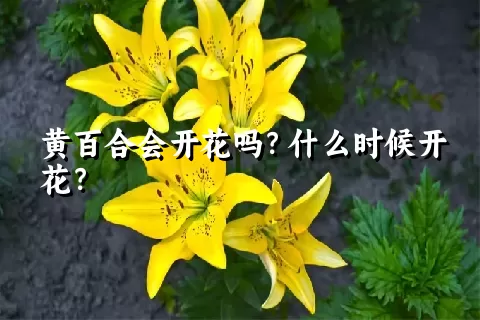 黄百合会开花吗？什么时候开花？